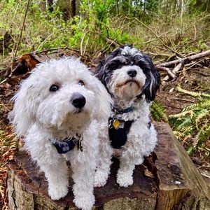 Meet your Posher, Sylvia